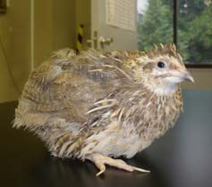 Japanese quail